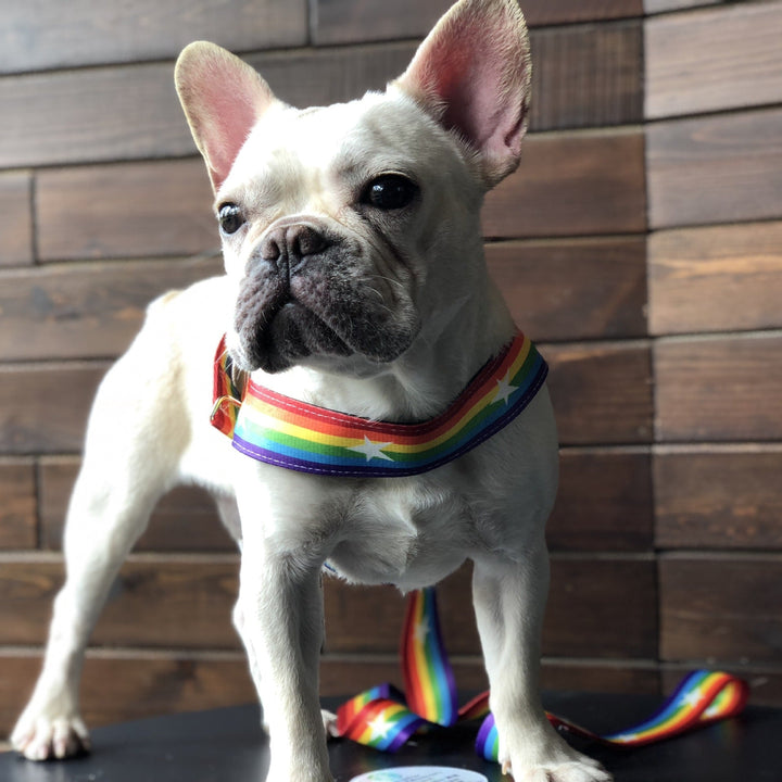 Unleash the Fun with the Rainbow Cool Dog Chain Dog Leash