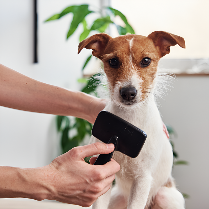 The Importance of Proper Grooming for Your Pet