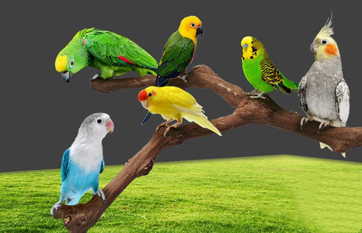 Natural Grape Wood Bird Perch – Unique Vine Stand for Cages