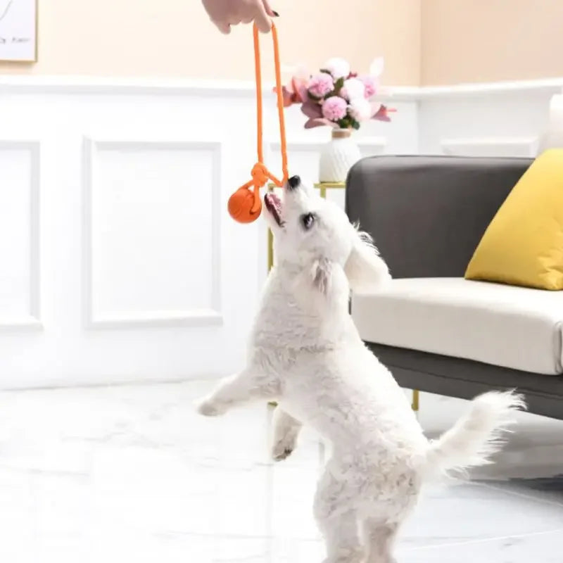Interactive Dog Training Ball on Rope – Durable TPR Cotton Rope Toy for Catching, Tugging & Chewing