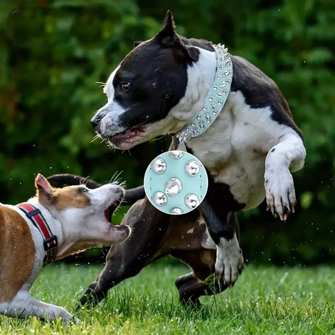 Dog Adjustable Rivet Collar