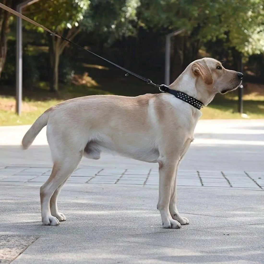 Dog Adjustable Rivet Collar